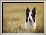 Łąka, Border collie, Pies, Mordka, Rośliny