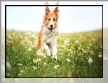 Border collie, Rudy, Pies, Łąka