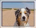 Owczarek australijski, Australian shepherd