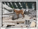 Owczarek belgijski Malinois, gruzy