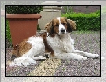 Pochacz holenderski, Kooikerhondje, donice