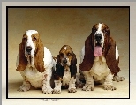 Psia, Rodzinka, Basset Hound