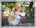 pysk, Welsh corgi pembroke