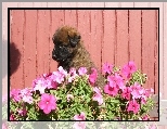 Szczeniak, Leonberger