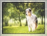 Wiosna, Owczarek australijski, Australian shepherd