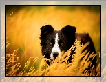 Zapatrzony, Border collie, Trawy